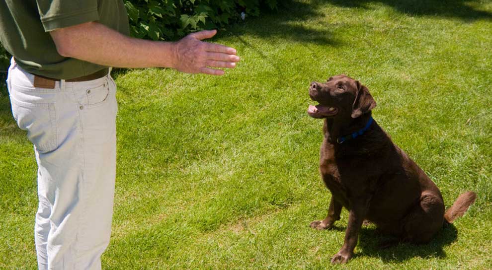 Home Dog Training Services